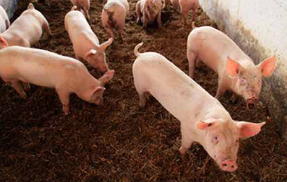 東庄の豊かな自然の恵みと、人一倍の豚への愛情とこだわりが、「東の匠SPF豚」の品質と美味しさを守り育んできました