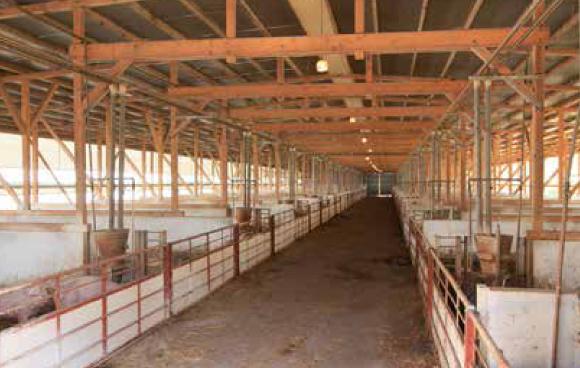 手入れの行き届いた過ごしやすいゆったりとした施設で、のんびりと豚と付き合い見守ることが私たちの基本です。